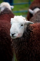 Arnside, Herdwick Sheep Oil Pastels, Herdies, Haycock, Mixed-Media Herdy Art, Caudale Moor, The Nab, Boustead Hill, Burnbank Fell, Herdwick Sheep Acrylic Paintings, Herdwick Drawings, Green Crag, Herdy, Brown Pike, Dent, Herdy Wall Art, Herdwick Sheep Oil Painting, Herdwick Sheep Art Studio, Clough Head, Herdy Sketches, Lakeland Herdy Artworks, Satterthwaite, Wreay (Carlisle), Herdwick Sheep Prints, Middle Fell, Thunacar Knott, Boot, Hartsop Dodd, Greendale,  Lake District, Cumbria.