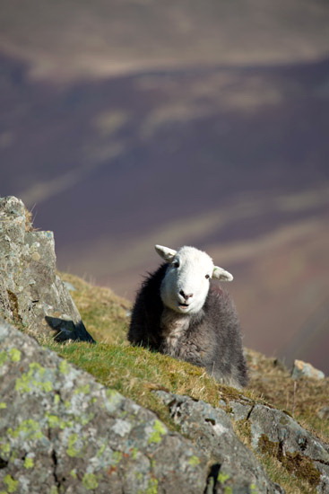 Branthwaite (Workington) Valley Herdwick Sheep