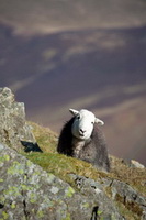 Calder Bridge, Broughton in Furness, Herdwick Sheep Art, Herdwick Sheep Oil Painting, Kirkbride, Catterlen, Herdwick Drawings, Cleator, Steel Fell, Grinsdale, Milnthorpe, High Street, Herdy Ewe, Grey Knotts, Stybarrow Dodd, Rockcliffe, Armboth Fell, Bakestall, Lakeland Sheep, Herdy, Little Hart Crag, Crosscanonby, Lupton, Herdy Sketches, Long Side, Dent, Long Marton, High Stile, Herdy Sheep Artist, Herdwick Sheep Acrylic Paintings, Sallows, Rampsgill Head,  Lake District, Cumbria.