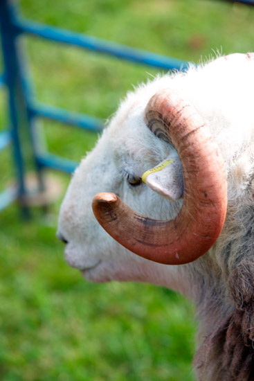 Base Brown Field Herdwick - Lakeland Photos - Art Prints Base Brown Field Herdwick