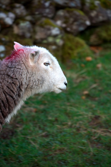 Hartley Farm Lake district Sheep