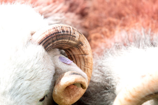 Knott Rigg Farm Lake district Sheep