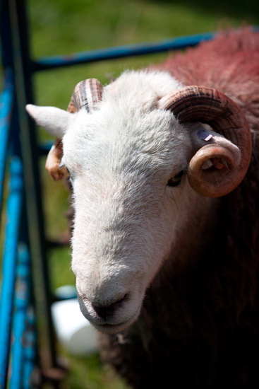 Maiden Moor Valley Herdwick