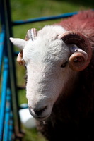 Dent, Herdwick Sketches, Lakeland Sheep, Brim Fell, Froswick, Scar Crags, Great Ormside, Backbarrow, Cliburn, Swirl How, Herdwick Sheep Oil Pastels, Herdwick, Catterlen, Brandreth, Raise, Herdwick Sheep Acrylic Painting, Ormathwaite, Herdwick Sheep Sketch, Knott, The, Herdies, Herdwick Sheep, Burton-in-Kendal, Orthwaite, Herdwick Ewe, Steeple, Yewbarrow, Souther Fell, Herdwick Sheep Oil Painting, Herdwick Drawings, Yoke,  Lake District, Cumbria.