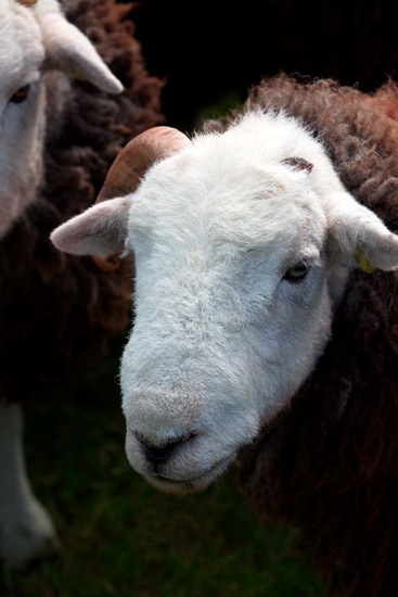 Kidsty Pike Field Herdwick Sheep - Lakeland Photos - Art Prints Kidsty Pike Field Herdwick Sheep