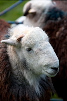 Herdwick Sheep Art, Seatoller, Lakeland, Ings, Hartley, Raise, Low Pike, Herdwick Sheep Sketch, Ard Crags, Herdwick Artwork, Kentmere, Torver, Mixed-Media Herdy Art, Pooley Bridge, Herdwick Sheep Oil Pastels, Irthington, Great Corby, Herdwick Sheep Oil Painting, Eel Crag (Crag Hill), Herdy Sheep Artist, Crosby Ravensworth, Herdwick, Herdwick Sheep Prints, Uldale, Great Cockup, Herdies, Herdy Sketch, Burnbank Fell, Mellbreak, Herdwick Drawings, Milburn,  Lake District, Cumbria.