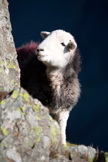 Slate Fell Herdwick Sheep