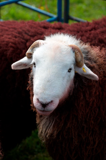 Isle of Walney Valley Herdwick - Lakeland Photos - Art Prints Isle of Walney Valley Herdwick