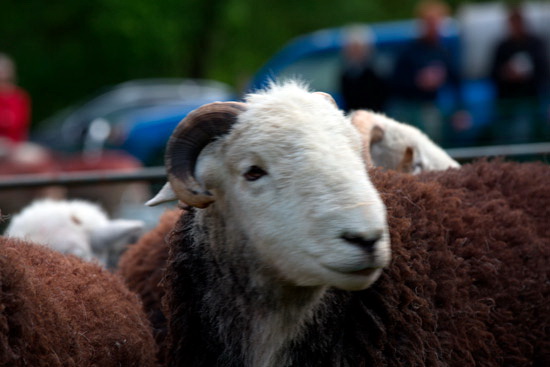 Troutbeck Tongue Lake district Sheep - Lakeland Photos - Art Prints Troutbeck Tongue Lake district Sheep
