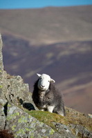 Talkin, Tebay, Seathwaite (Duddon Valley), Dockray, Herdwick Artwork, Herdwick, Dollywaggon Pike, Herdy, Barbon, Stybarrow Dodd, Herdwick Sheep Art, Lakeland Sheep, Black Combe, Skiddaw, Whitehaven, Newton Arlosh, Seatallan, Sheffield Pike, Herdwick Sheep Oil Painting, Kidsty Pike, Lakeland Herdy Artworks, Herdwick Drawings, Lamplugh, Aikton, Herdy Sketches, Pavey Ark, Helton, Herdwick, High Newton, Raise, Clough Head,  Lake District, Cumbria.