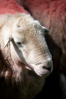 Lowick, Great Gable, Herdwick Art, Silloth, Herdwick Ewe, Mixed-Media Herdwick Art, High Hesket, Carl Side, Great Cockup, Near Sawrey, Levens, Hart Side, Steel Fell, Gilcrux, Herdwick Sketch, Cotehill, Brim Fell, Herdwick Sheep Acrylic Painting, Hen Comb, Herdwick Art Studio, High Seat, Harter Fell, Mardale, Urswick Great and Little, Herdwick, Lakeland Sheep,  Lake District, Cumbria.