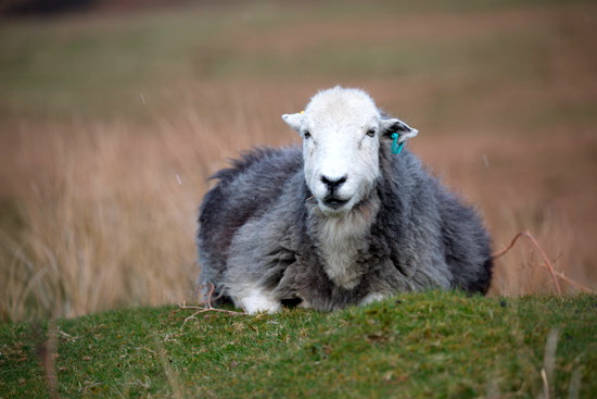 Hart Side Valley Lake district Sheep