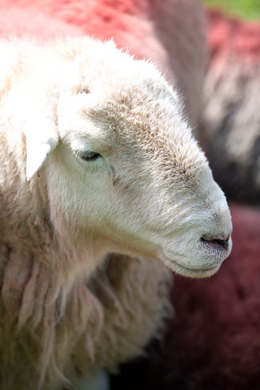 Longlands Fell Farm Lakeland Sheep