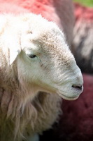 Herdwick Sheep, Lowthwaite Fell, High Raise, Herdy Ewe, Pillar, Bewcastle, Herdwick Wall Art, Mellbreak, Nateby, Branstree, Lakeland Sheep, Herdwick Artwork, Herdy Art, Coniston Old Man, Herdwick Drawings, Low Newton, Hilton, Herdy Sheep Artist, Herdy Wall Art, Steeple, Crosby Garrett, Newby Bridge, Herdy Sketches, Lakeland Herdy Artworks, Gowbarrow Fell, Barrow-In-Furness, Shipman Knotts, Buckbarrow, Burton-in-Kendal, Sergeant Man, Wythburn,  Lake District, Cumbria.