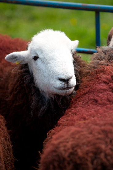 Oxenholme Lakeland Sheep