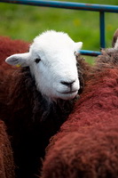 Herdwick Sheep, Lorton (High and Low), Grey Friar, Brae Fell, Ravenglass, Herdies, Lank Rigg, Herdy Sketch, Herdwick Artwork, Great Dodd, Herdwick Sheep Oil Painting, Herdwick Sheep Sketch, Herdwick Wall Art, Sale Fell, Wiggonby, Grange-Over-Sands, High Seat, Grange Fell, Herdwick Sheep Oil Painting, Firbank Fell, Glaramara, Herdwick Sheep Oil Pastels, Crinkle Crags, Herdwick Drawings, Eamont Bridge, Blindcrake, Brockleymoor, Pavey Ark, Great Calva, Herdy,  Lake District, Cumbria.