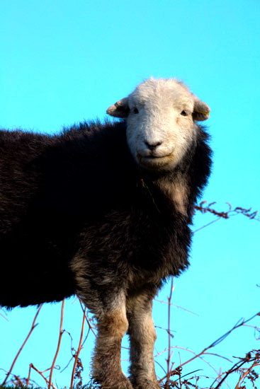 Wiggonby Valley Herdwick - Lakeland Photos - Art Prints Wiggonby Valley Herdwick