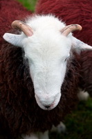 Holme St. Cuthbert, Herdy Wall Art, Burgh by Sands, Rampsgill Head, Blencarn, Herdwick Sheep Oil Painting, Nethermost Pike, Herdy Sheep Artist, Brough, Herdwick, Dacre, Herdwick Sheep Oil Painting, Helm Crag, Gosforth, Edenhall, Herdwick Drawings, Little Hart Crag, Herdwick Sheep Oil Pastels, Herdy, Gray Crag, Newbiggin-on-Lune, Lakeland Herdy Artworks, Great Carrs, Knott, Herdwick Sheep Acrylic Paintings, Beetham, Endmoor, Ard Crags, Ousby, Castle Crag, Nether Wasdale, Herdwick Sheep Sketch,  Lake District, Cumbria.