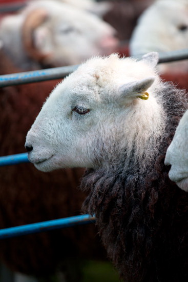 Ainstable Field Lake district Sheep
