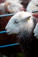 Brae Fell, Eagle Crag, Seathwaite (Borrowdale), Herdy Sheep Artist, Whitfell, Raise, Ulpha, Herdy Ewe, Mixed-Media Herdy Art, Herdwick Sheep Oil Painting, Gray Crag, Herdies, Dendron, Burnbank Fell, Lupton, High Tove, Biggar, Fairfield, Herdwick Sheep Oil Pastels, Herdwick Drawings, Kirkby Stephen, Bassenthwaite, The Nab, Mungrisdale, Herdy Art, High Pike (Scandale), Skelton, Herdwick Sheep, Herdwick Sheep Art, Herdy Sketch,  Lake District, Cumbria.