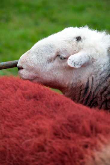 Wythop Mill Lakeland Sheep