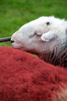 Swirl How, Wiggonby, Allonby, Great Rigg, Knott Rigg, Herdwick Sheep Sketch, Raven Crag, Dufton, Brisco, Herdy, Staveley (Kendal), Burgh by Sands, Thornthwaite, Herdwick Sheep, Herdwick Sheep Prints, Elterwater, Great Cockup, Irton with Santon, Herdwick Sheep Oil Pastels, Herdwick Sheep Acrylic Paintings, Longlands, Penrith, Cold Pike, Slight Side, Fellbarrow, Thurstonfield, High Seat, Brandreth, Herdy Wall Art, Herdy Sketches,  Lake District, Cumbria.