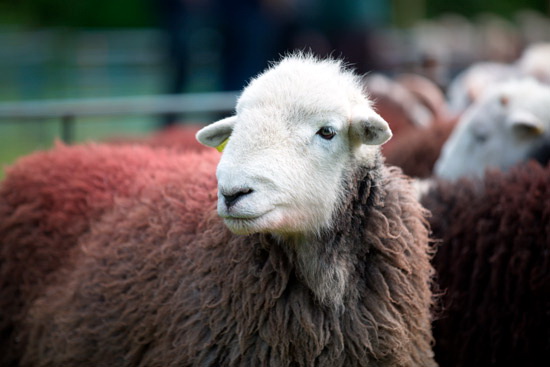 Great Sca Fell Lake district Sheep - Lakeland Photos - Art Prints Great Sca Fell Lake district Sheep