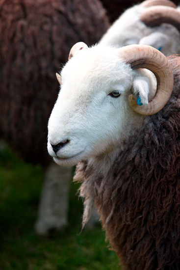 Place Fell Field Lake district Sheep - Lakeland Photos - Art Prints Place Fell Field Lake district Sheep