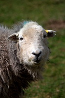 Skiddaw Little Man, Herdwick, Colby, High Crag, Great Borne, Herdwick Sheep Art, Lindale, Barrow, Herdwick Sheep Art Studio, Hartsop Dodd, Herdwick Wall Art, Hard Knott, Herdwick Artwork, Herdy Ewe, Herdy Wall Art, Bromfield, Mungrisdale, Great Salkeld, Bigrigg, Place Fell, Hopegill Head, Barrow-In-Furness, Hawkshead,  Lake District, Cumbria.