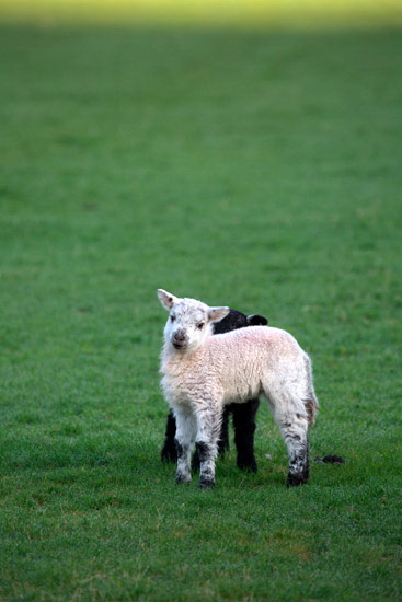 Lakeland Lakeland Sheep