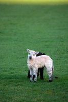 Grange-Over-Sands, Matterdale End, Urswick Great and Little, Stainton With Adgarley, Corney, Low Wood, Herdwick Sheep Art, Keswick, Culgaith, Harter Fell, Eskdale, Herdy Art, Ponsonby, High Spy, Banks, Birkhouse Moor, Herdwick Drawings, Birker Fell, Black Fell, Catstycam, Herdwick Artwork, Gowbarrow Fell, Parton, Herdwick Sheep Prints, Herdwick, Renwick, Herdwick Sheep, Red Screes, Herdwick,  Lake District, Cumbria.