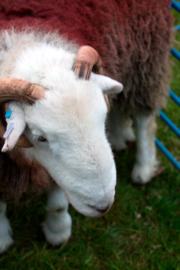 Helton Herdwick