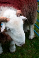 Parsonby, Longlands Fell, Herdies, Great Dodd, Great Corby, Barrow, Orthwaite, Herdwick, Crinkle Crags, Broughton Mills, Herdwick Sheep Oil Painting, Herdwick Sheep Sketch, Temple Sowerby, Skiddaw Little Man, Bowscale, Casterton, Rannerdale Knotts, Lakeland Sheep, Herdwick Sheep Art, Herdwick Art, Hard Knott, Herdwick Company, Dollywaggon Pike, Santon Bridge, Gilsland, Herdwick, Herdwick Sheep Oil Painting, Brim Fell,  Lake District, Cumbria.