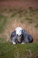 Milnthorpe, Calthwaite, Great Dodd, Skelwith Bridge, Herdwick Sheep Sketch, Branstree, Herdwick Sheep Oil Painting, Herdwick Sketches, Herdwick, Mosedale, Seatallan, Saint Sunday Crag, Bewcastle, Rowrah, Herdwick Sheep Acrylic Painting, Loft Crag, Hindscarth, Cumwhitton, High Tove, Herdwick Art, Ullock Pike, Low Fell, Herdwick Company, Kirkby Stephen, Herdwick Sheep Oil Pastels, Brigham, Burton-in-Kendal, Thurstonfield, Bannerdale Crags, Herdwick Drawings,  Lake District, Cumbria.