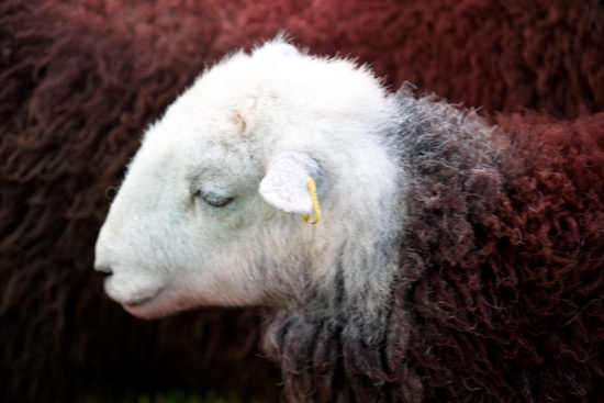 New Hutton Farm Herdwick