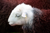 Herdwick Company, Pennington, Meal Fell, Herdwick Sketches, Lakeland Sheep, Plumbland, Houghton, High Street, Pike of Stickle, High Newton, Arkleby, Herdwick Sheep Oil Painting, Ambleside, Walla Crag, Herdwick Sheep Prints, Herdwick Art Studio, Coniston, Cleator, Hopegill Head, High Hartsop Dodd, Mixed-Media Herdwick Art, Arnside, Armboth Fell, Ousby, Sandside, High Tove,  Lake District, Cumbria.