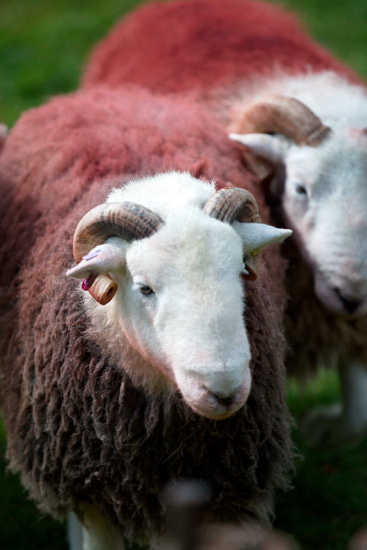 Cliburn Farm Herdwick Sheep