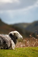 Clappersgate, Lakeland Sheep, Herdwick Sheep Art Studio, Herdy Sketch, Far Arnside, Base Brown, Grayrigg Forest, Great Dodd, Cliburn, Stanah, Gibson Knott, Watendlath, Great Sca Fell, Barrows Green, Bowscale, Herdwick, Hindscarth, Herdies, Catbells, Herdwick Wall Art, Hallbankgate, Haystacks, Gamblesby, Lakeland Herdy Artworks, Blencathra, Herdy Art,  Lake District, Cumbria.