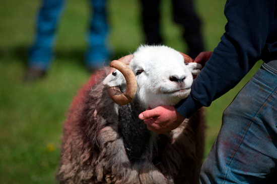 Tallentire Herdwick Sheep - Lakeland Photos - Art Prints Tallentire Herdwick Sheep