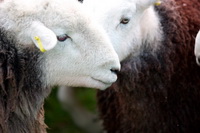 Lakeland Sheep, Barf, Ulverston, Eel Crag (Crag Hill), Grey Crag, Herdwick Wall Art, Parton, Herdwick Sheep Art, Herdy Art, Herdy Sketches, Threlkeld, Piel Island, High Pike (Caldbeck), Gleaston, Garsdale, Sergeant Man, Mixed-Media Herdy Art, Nenthead, Old Hutton, Herdwick Sheep Oil Pastels, Herdy, Roosebeck, Rydal, Haystacks, Herdwick Sheep, Barrow, Newlands (Keswick),  Lake District, Cumbria.