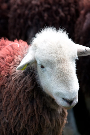 Drumburgh Farm Lakeland Sheep