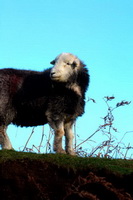 Herdwick Sheep Art, Hartsop Dodd, Herdwick Ewe, Herdwick Company, Kirk Fell, Froswick, Roosebeck, Broughton Moor, Eagle Crag, Irthington, High Bankhill, Great Crosthwaite, Herdwick Sheep Sketch, Mixed-Media Herdwick Art, Fleetwith Pike, Ullock Pike, Buck Pike, Temple Sowerby, Monkhill, Herdies, Herdwick Sheep, Herdwick Sketch, Herdwick Sheep Acrylic Painting, Herdwick Drawings, Barf, High Pike (Caldbeck), Watermillock, Steel Fell, Coniston Old Man, Skelwith Bridge, Kirkbride, Latrigg, Herdwick Art, Maulds Meaburn,  Lake District, Cumbria.