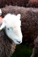 Kentmere, Barf, Helvellyn, Brampton (Carlisle), Herdy Wall Art, Bampton Grange, Herdwick Sheep, Lakeland Sheep, Herdy, High Pike (Caldbeck), Bolton, Herdwick, Hart Side, Harrington, Outerside, Ponsonby, Herdwick Sheep Oil Painting, Herdies, Hartley, Grike, Plumbland, Herdy Art, Causey Pike, Meal Fell, Branthwaite (Workington), Barbon, Camerton, Whin Rigg, Maiden Moor, Fairfield,  Lake District, Cumbria.