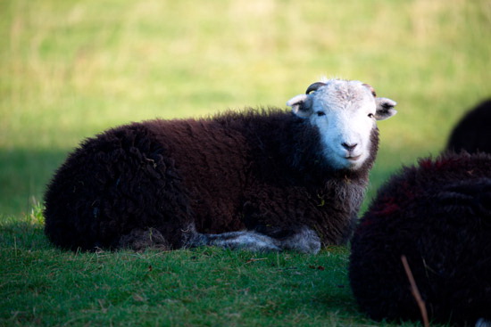 Mealsgate Valley Lake district Sheep - Lakeland Photos - Art Prints Mealsgate Valley Lake district Sheep