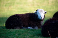 Froswick, Maiden Moor, Herdwick Sheep, Herdwick Sheep Art, Herdwick Artwork, Herdwick Sheep Oil Painting, Lakeland Sheep, Swarthmoor, Carlisle, Red Pike (Wasdale), Armboth Fell, Askam in Furness, Talkin, Herdwick Sheep Prints, Broughton Moor, High Raise, Hartsop Dodd, Herdwick Company, Ackenthwaite, Lamplugh, Hart Side, Herdwick Ewe, Lingmell,  Lake District, Cumbria.