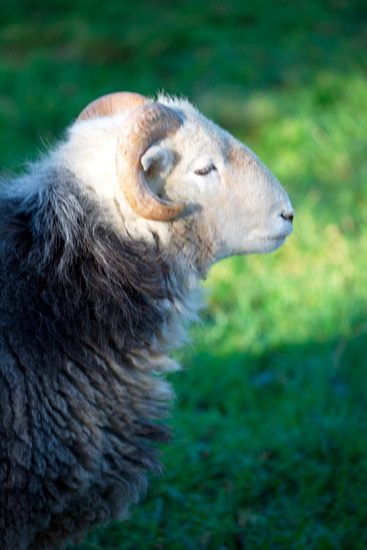 Lanercost Field Herdwick