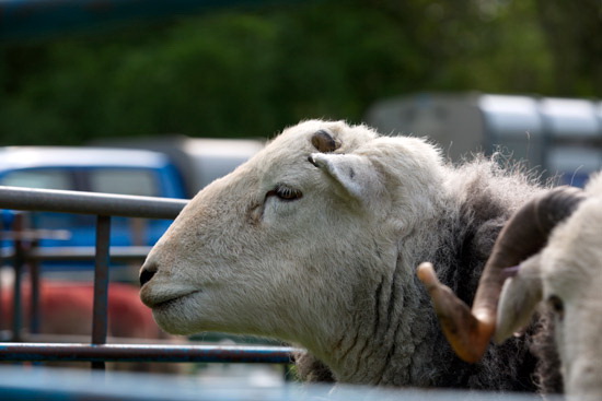 Maiden Moor Lake district Sheep