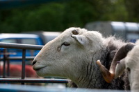 Nethermost Pike, Place Fell, Heversham, Brock Crags, Hayton (Aspatria), Herdwick Sheep Art Studio, Mixed-Media Herdy Art, Herdwick Sheep Oil Painting, Sebergham, Binsey, Great Gable, Castle Crag, Patterdale, High Stile, Holker, Herdy Art, Herdies, Harrison Stickle, Bowscale, Lindal in Furness, Herdwick Artwork, Great Cockup, Herdwick Sheep Oil Pastels, Frizington, Whitehaven, Pillar, Lingmoor Fell,  Lake District, Cumbria.