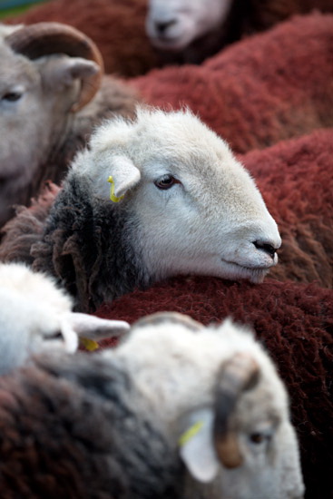 Walton Field Lake district Sheep