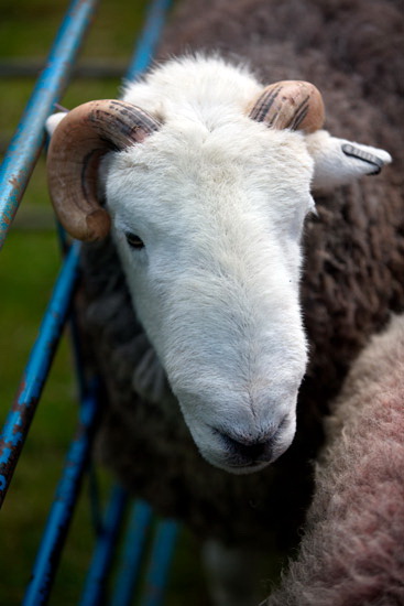Base Brown Field Lakeland Sheep - Lakeland Photos - Art Prints Base Brown Field Lakeland Sheep